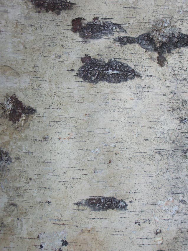The Birch Bark Crafter