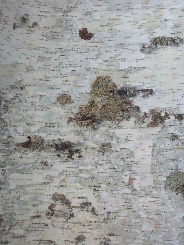 The Birch Bark Crafter
