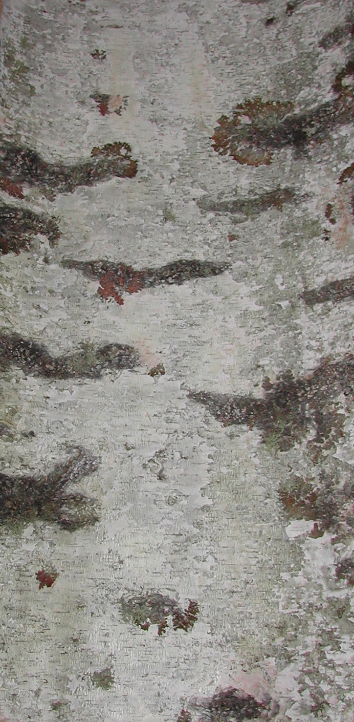 birch bark sheets